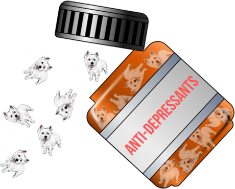 Nadruk 104cm - 164cm Westie Anti-Depressants - Przód